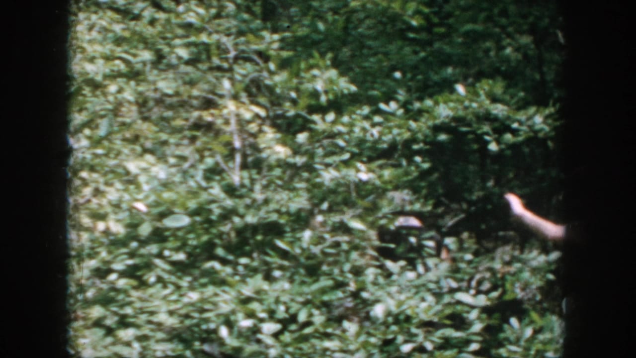 1958 Dayton-area home-movie frame showing dense woods and a partly hidden person moving through underbrush.
