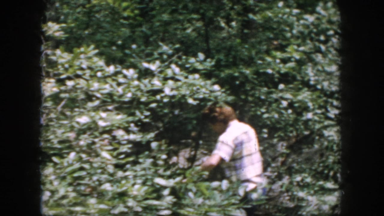 Person in a plaid shirt walking through thick green brush.