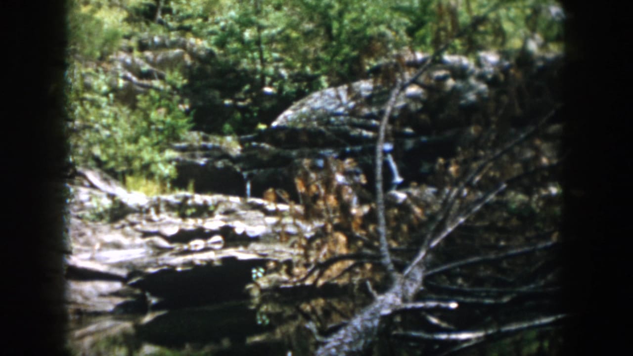 Rocky wooded stream area with boulders, branches, and dense foliage.