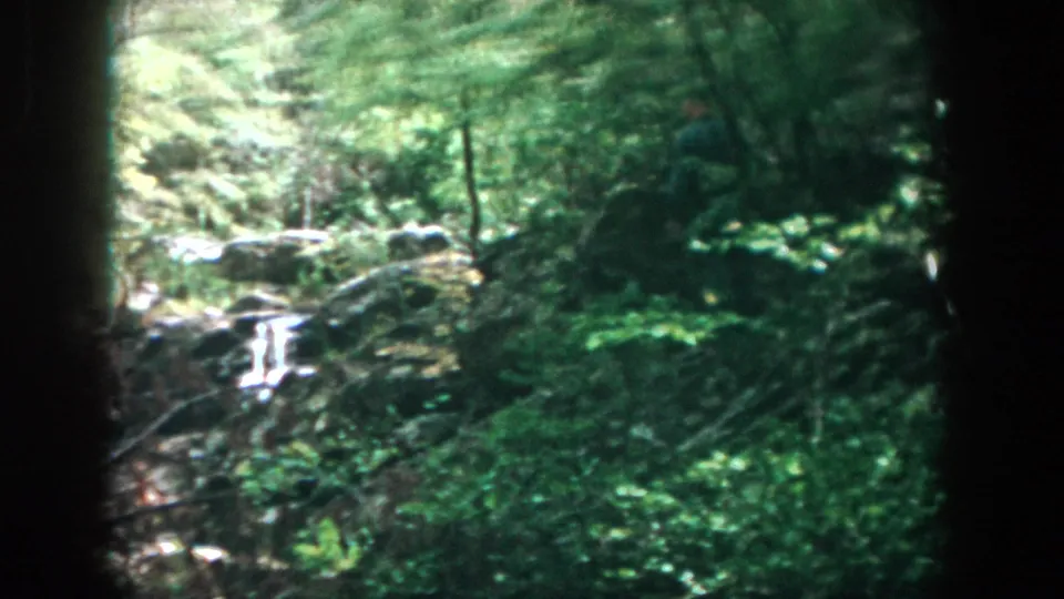 A shaded 1958 8mm view of a forest stream near Dayton, with small whitewater drops, rocks, and layered green vegetation.