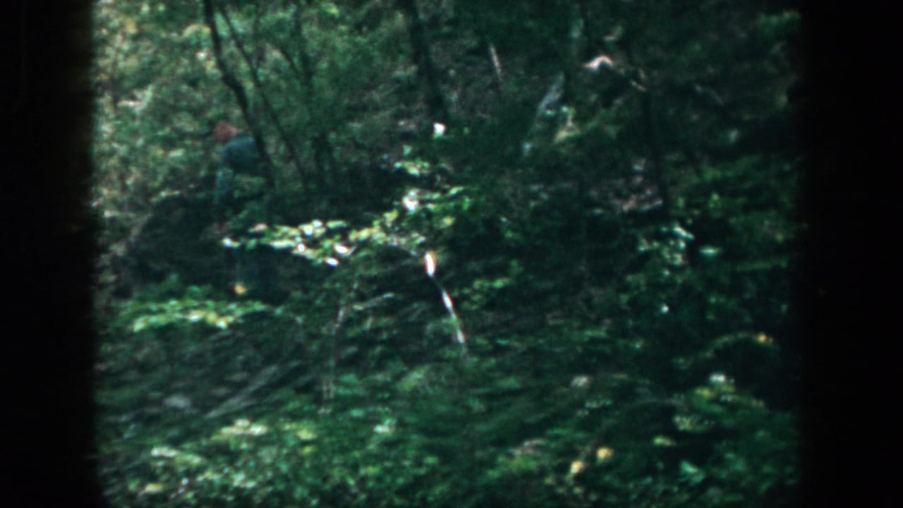 Shaded forest with leafy ground cover, rocks, and a partly visible person in the background.