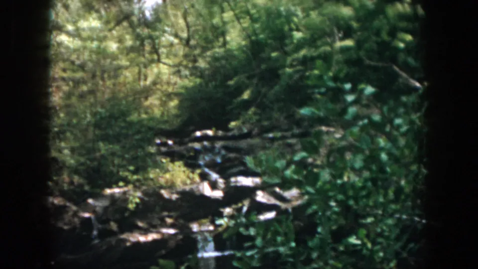 1958 home-movie frame of dense woods around a rocky stream area, with the pond partly visible through leaves and shade.