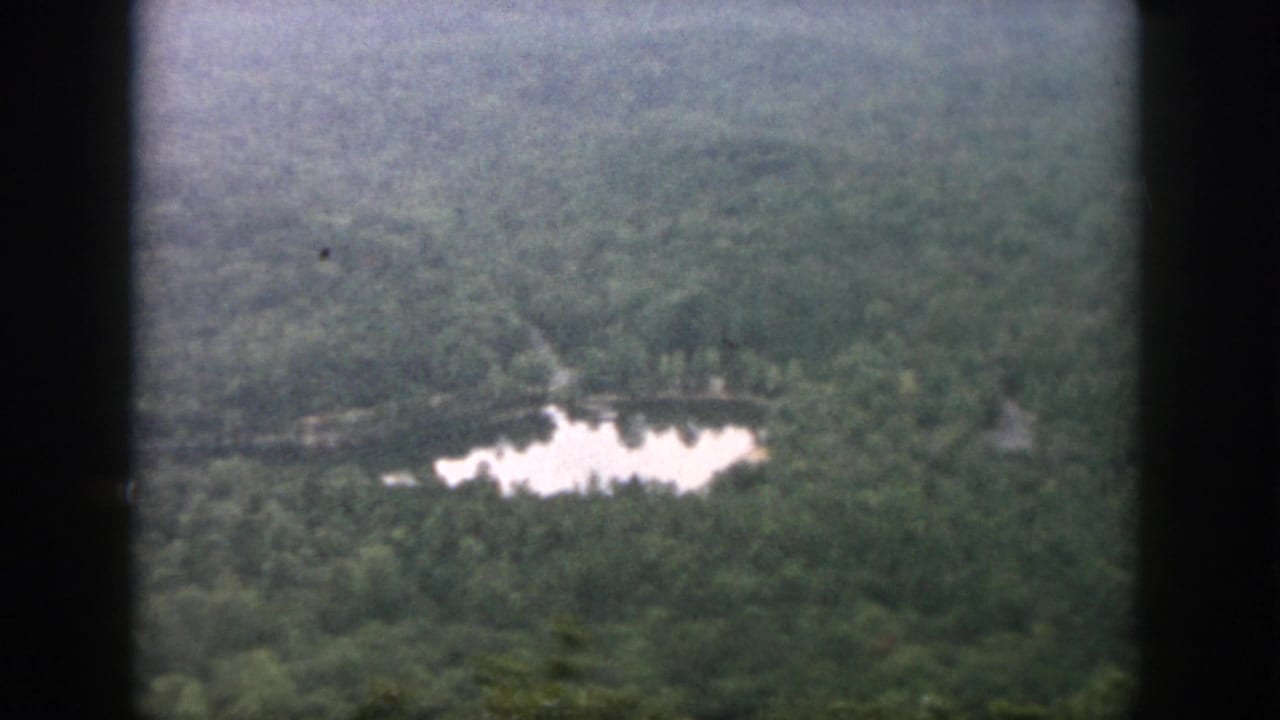 Forest canopy with a bright pond and narrow pale clearing seen from above.