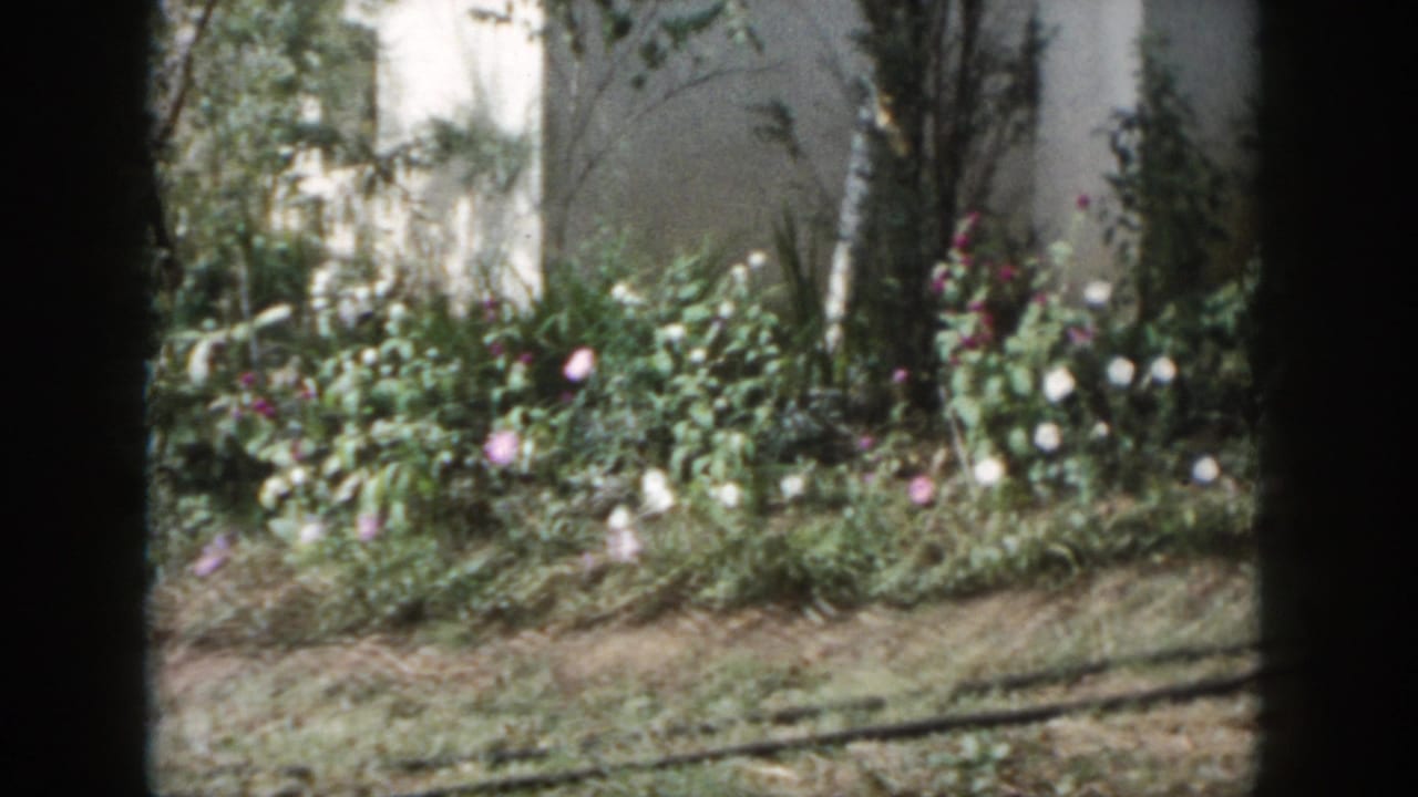 1958 Dayton, Ohio home-movie frame showing a sunlit residential garden with flowers, shrubs, grass, trees, and a pale house wall.