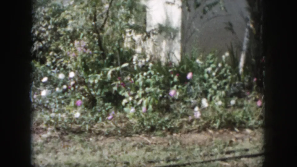 1958 Dayton, Ohio garden view with swaying-looking foliage, pink and white flowers, lawn, tree trunks, and a pale wall in the background.