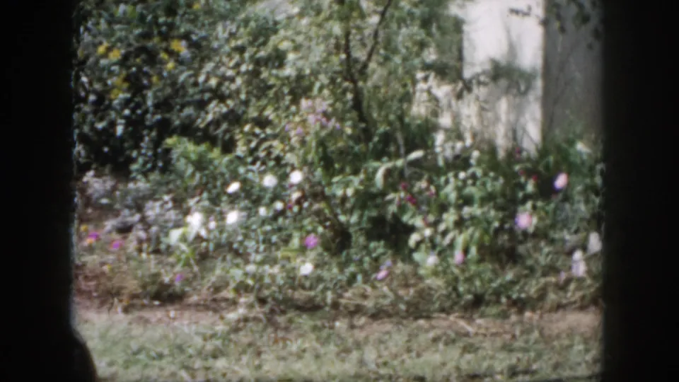 1958 Dayton, Ohio home-movie frame of a residential garden bed with mixed flowers, dense greenery, lawn, and dark 8mm borders.