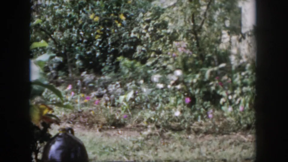 1958 Dayton, Ohio frame showing dense garden foliage, small flowers, lawn, a pale wall, and partial dark foreground at the bottom edge.