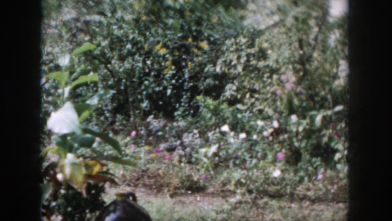 1958 Dayton home-movie frame showing a leafy backyard garden with flowers, shrubs, lawn, and dark 8mm frame edges.
