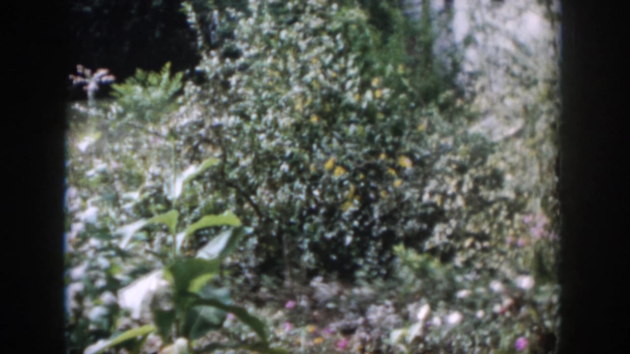 1958 Dayton backyard view with dense shrubs, yellow fruit, white flowers, and a small garden ornament within an 8mm film frame.