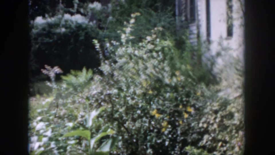 1958 Dayton home-movie frame showing backyard greenery, flowering plants, and part of a house wall at the garden edge.