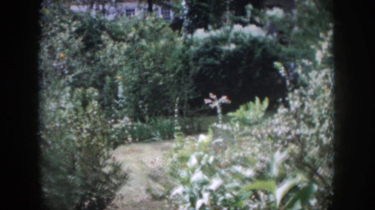 Overgrown backyard garden with shrubs, flowering plants, lawn, and a narrow path.