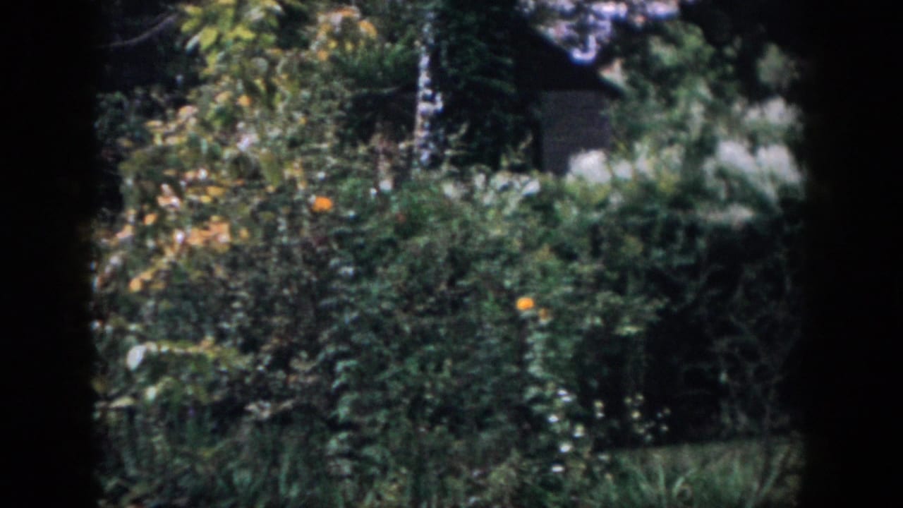 1958 Dayton home-movie frame showing dense backyard foliage and small orange fruit through a shaded opening.