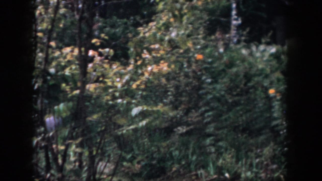 Dense green shrubs and tree branches with scattered orange fruit.
