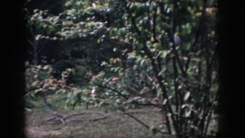 1958 Dayton home-movie frame showing a leafy garden and a coiled hose on the grass beneath branches.