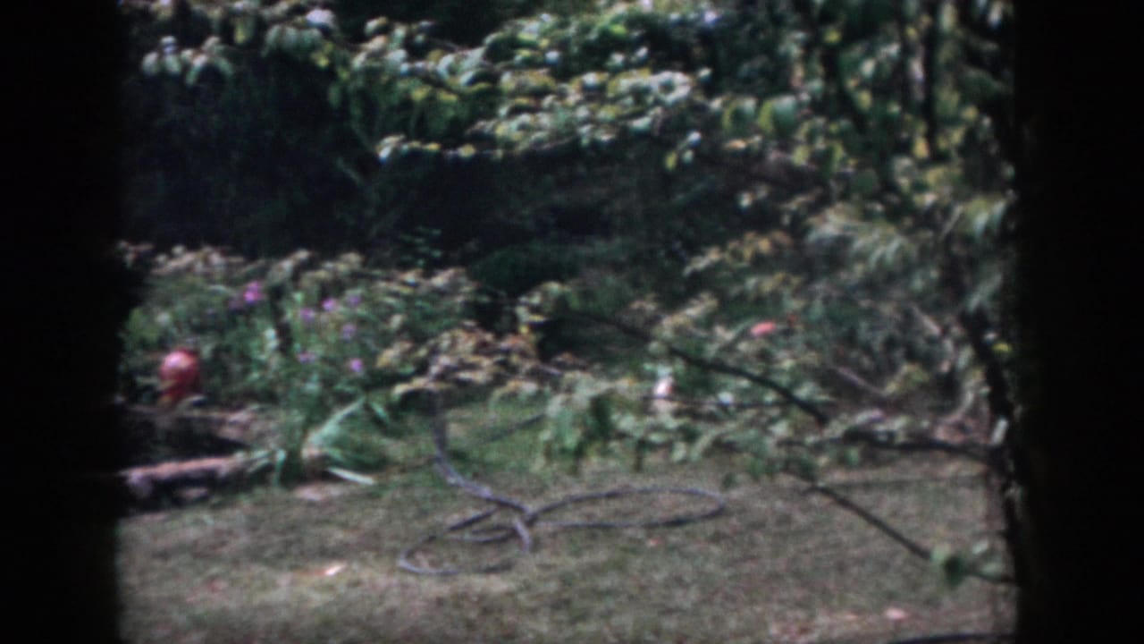 1958 Dayton home-movie frame showing a green backyard lawn, planting beds, hose, and dark 8mm contact-sheet borders.