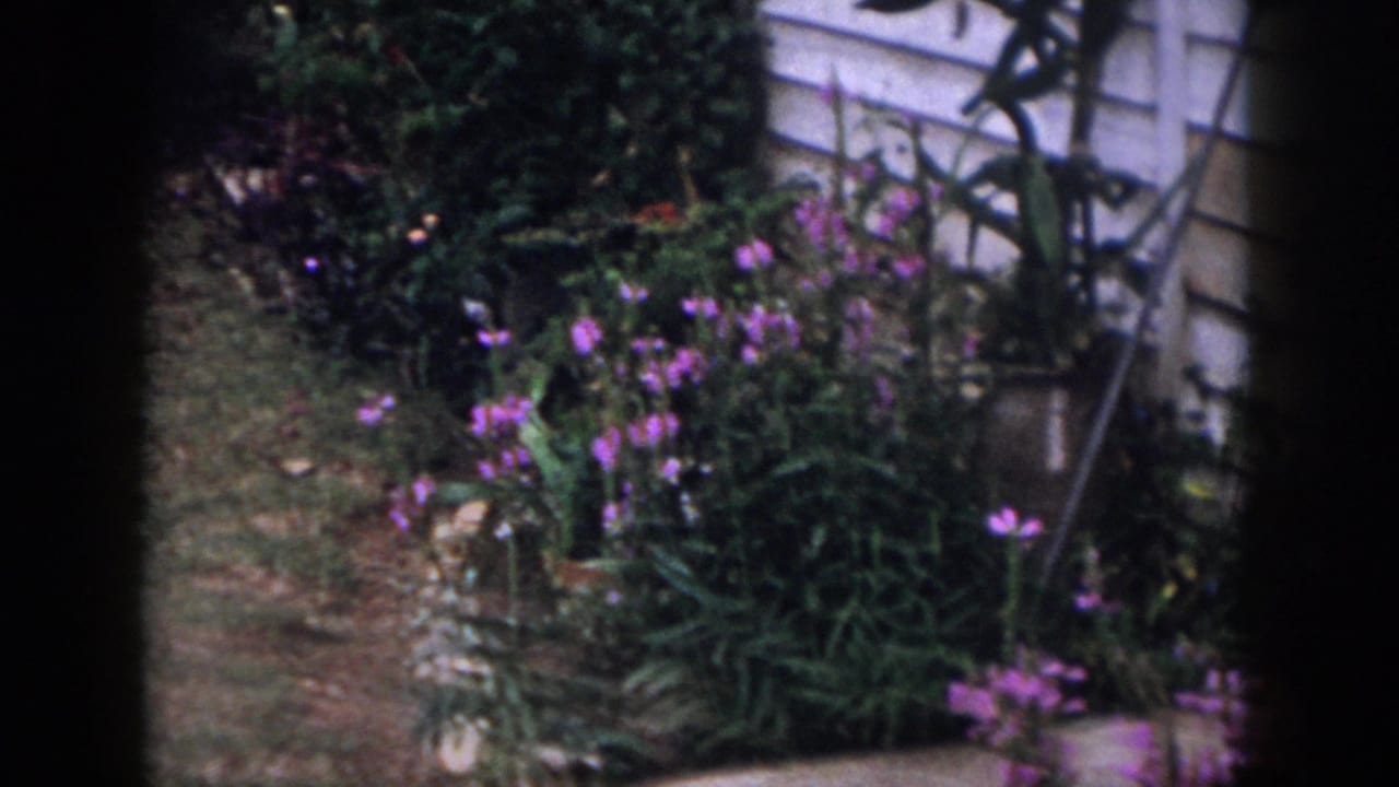 1958 Dayton garden view with purple flowers, shrubs, grass, house siding, and dark window-like vertical framing.
