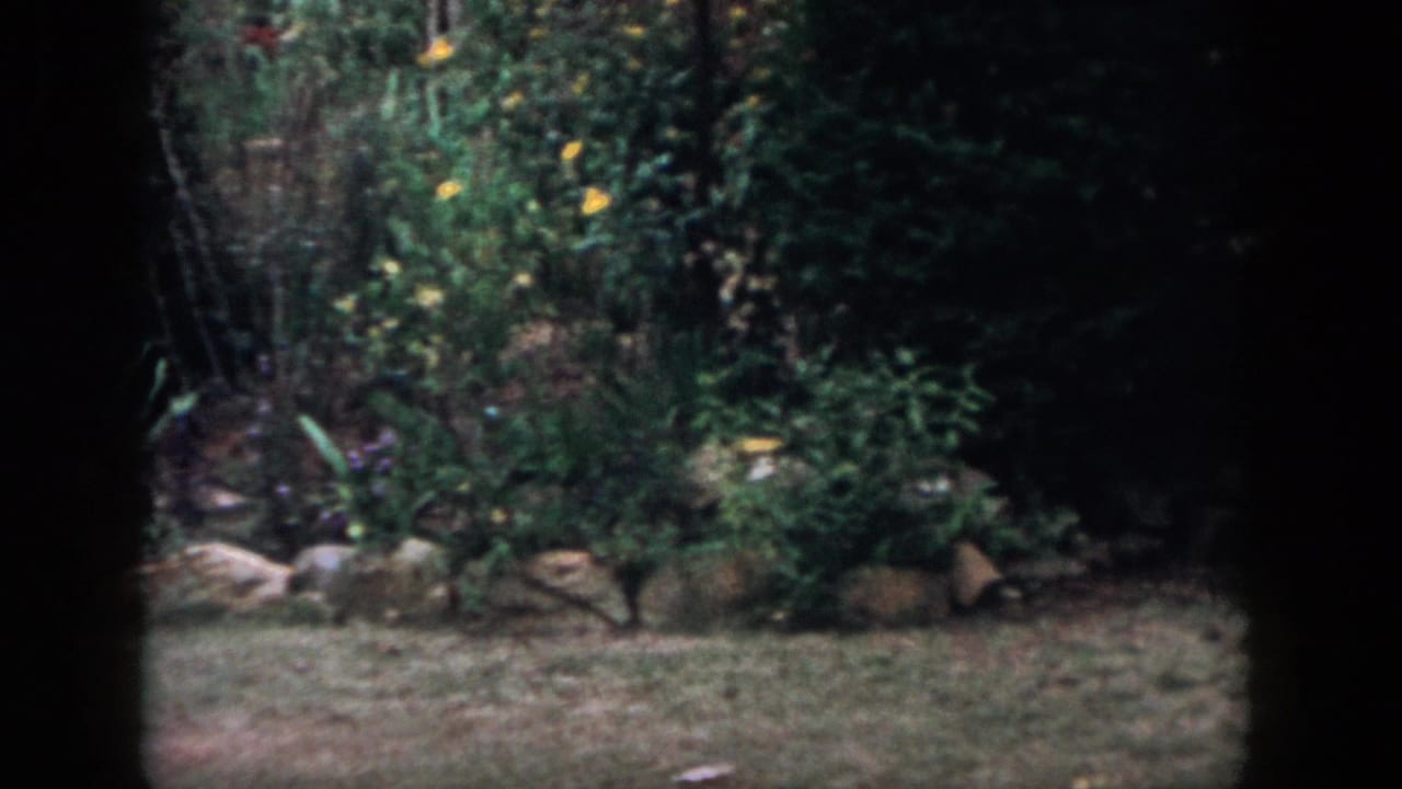 1958 Dayton, Ohio 8mm frame showing a backyard garden with grass, dense foliage, small flowers, and a low stone border.