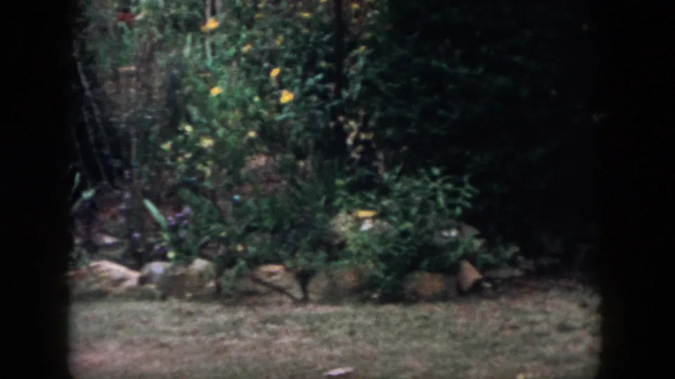 1958 Dayton, Ohio 8mm frame showing a backyard garden with grass, dense foliage, small flowers, and a low stone border.
