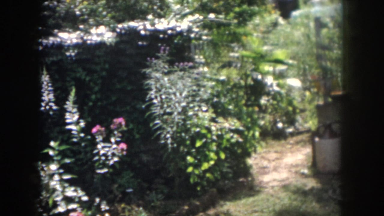 1958 Dayton home-movie frame showing a sun-dappled shaded garden with dense foliage, flower spikes, and a small path beyond a dark foreground frame.
