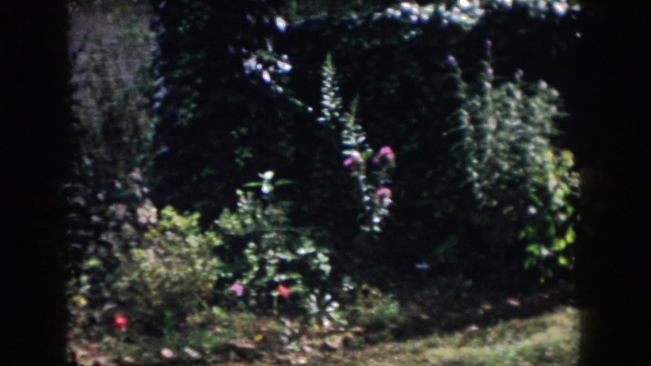 1958 Dayton garden view with dark framing at the sides, tall pale flower spikes, dense shrubs, and small pink blooms in shade.