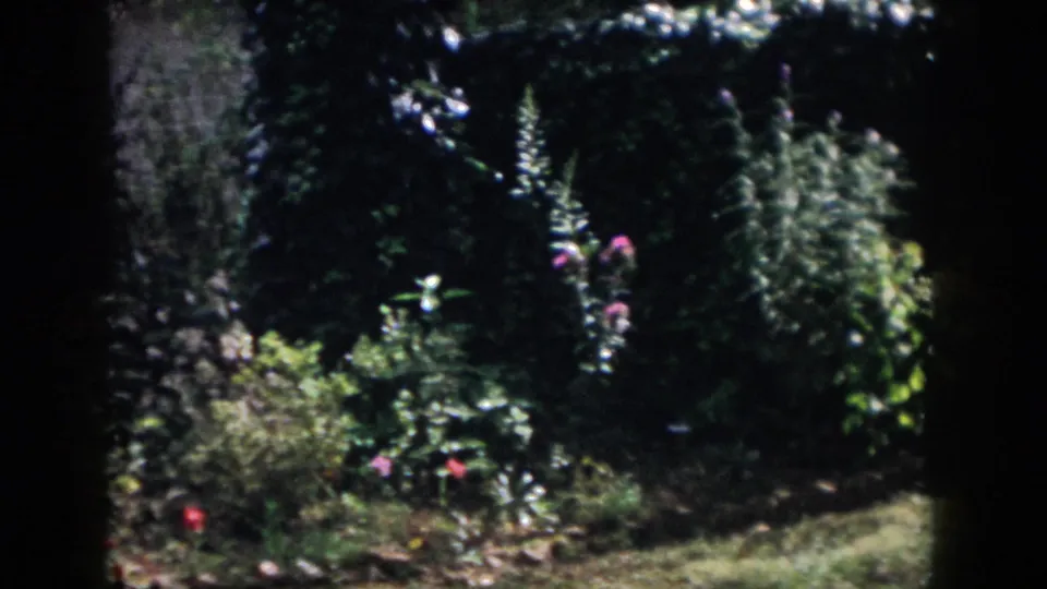 1958 Dayton garden view with dark framing at the sides, tall pale flower spikes, dense shrubs, and small pink blooms in shade.