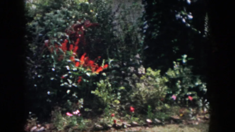1958 Dayton home-movie still of a shaded garden bed with red flowering plants, tall stalks, shrubs, and dark foreground framing.