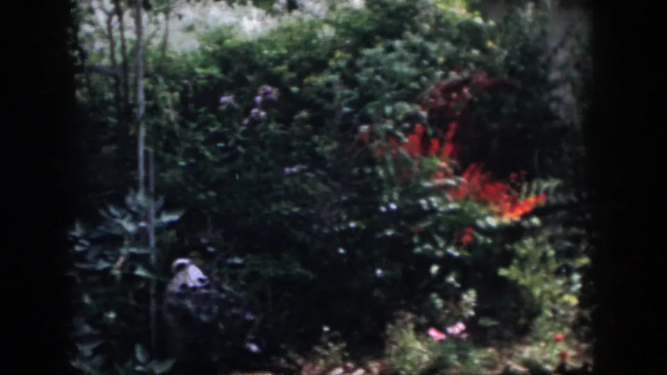 1958 Dayton garden frame showing dense shrubs, red blooms, a slender pole or garden fixture, and dark foreground edges around the view.