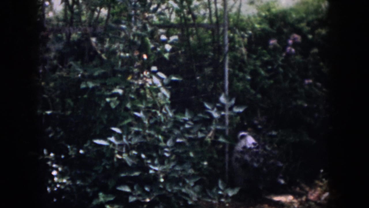 Leafy garden bed with tall stems, shaded shrubs, and a pale ornament near the right side.