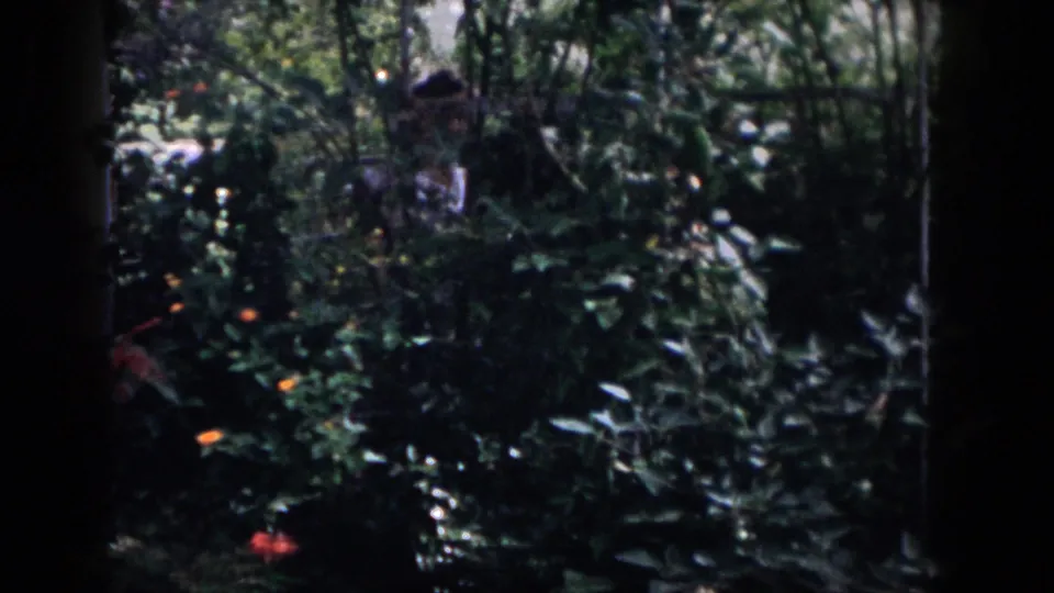 1958 Dayton home-movie frame showing thick backyard foliage, small bright flowers, and a pale garden object partly obscured by leaves.