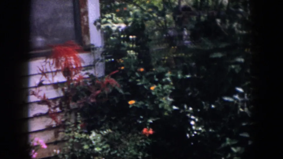 1958 Dayton home-movie frame showing a planted yard beside white exterior siding, with red foliage and purple flowers among dense greenery.