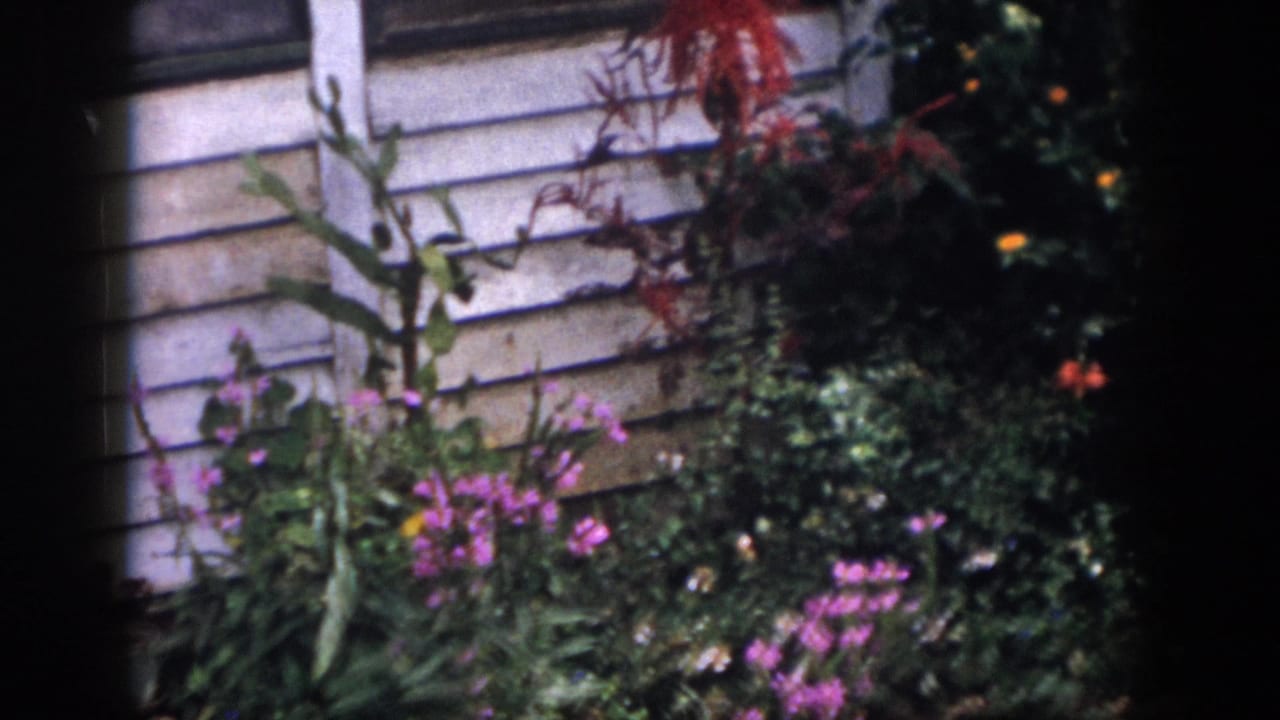 Flowering plants and shrubs beside white exterior siding.