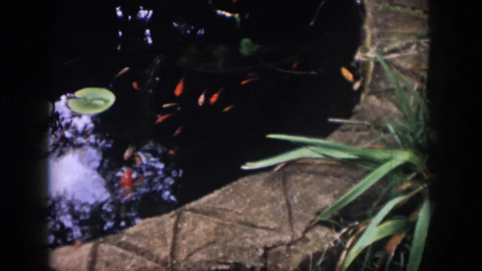 Dayton, Ohio 1958 pond view showing lily pads, orange goldfish, stone edging, reflections, and garden plants near the water.