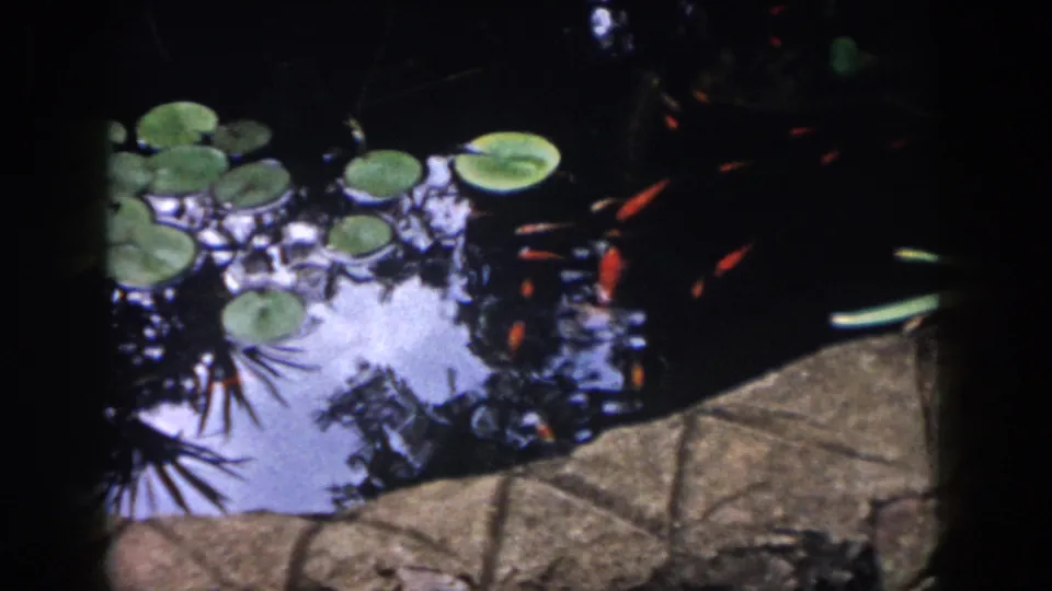 1958 Dayton home-movie frame of a small garden pond with lily pads, orange goldfish, reflected light, and stone edging.