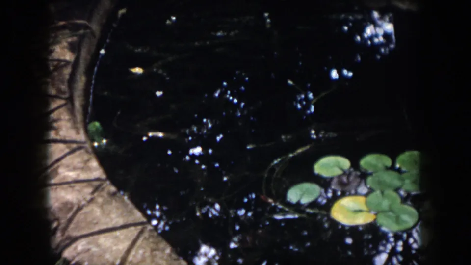 1958 Dayton 8mm frame of a shadowed garden pond, with lily pads, reflections, and stone edging visible.