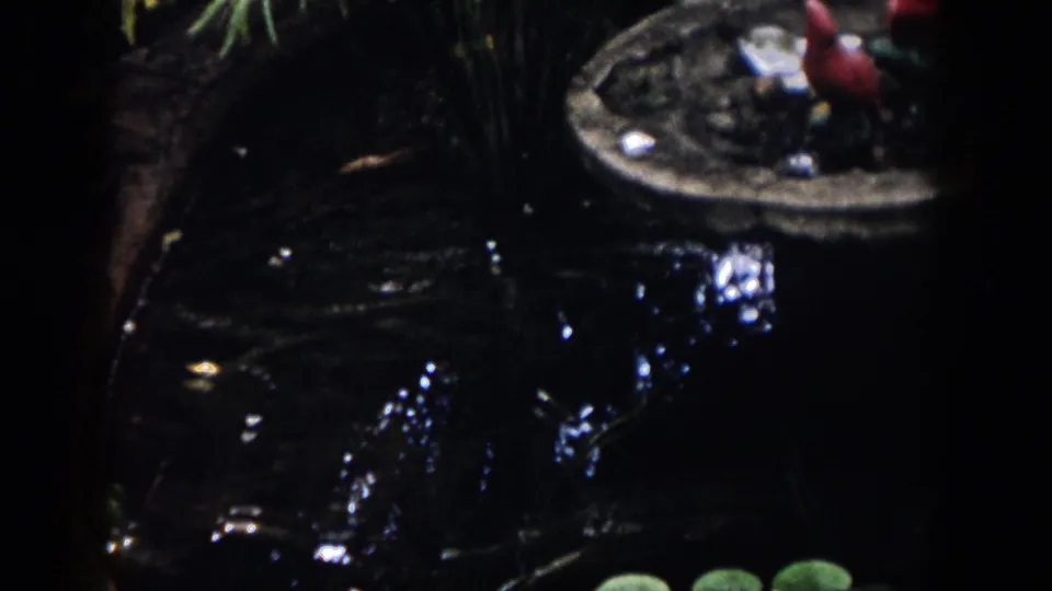 1958 Dayton garden pond frame with lily pads, reflective water, stone edging, and a small red ornament or object near the rim.