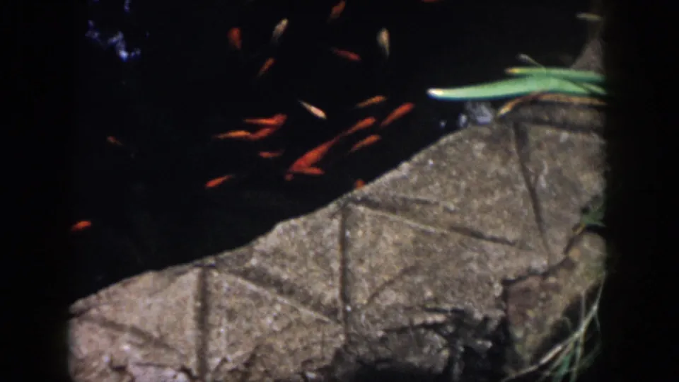 1958 Dayton garden pond frame with orange goldfish moving through dark water beside a stone edge and nearby plant leaf.