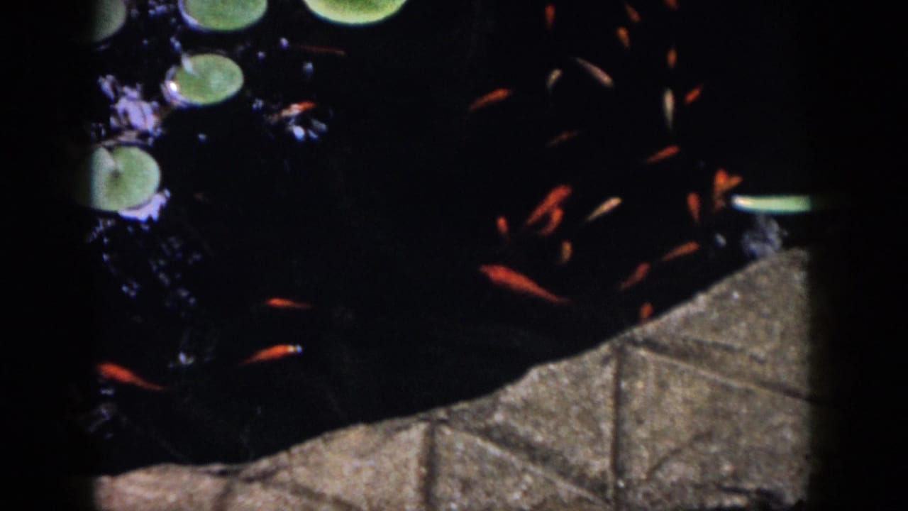 Dark pond water with orange goldfish, lily pads, and a stone edge.