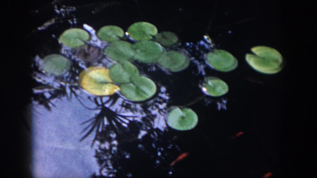 1958 Dayton pond view with clustered green lily pads, dark reflective water, and small orange fish.