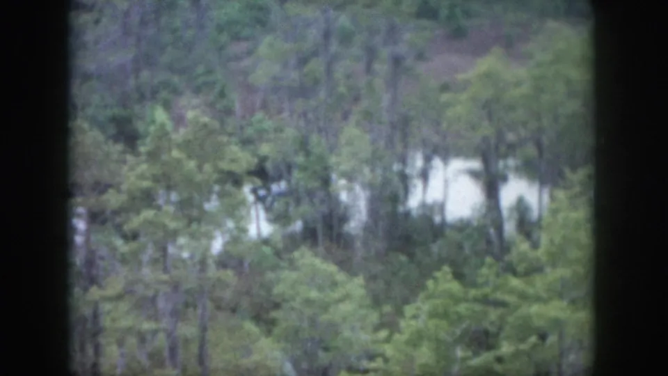 1958 Dayton home-movie frame looking across dense green trees toward a pale distant clearing.