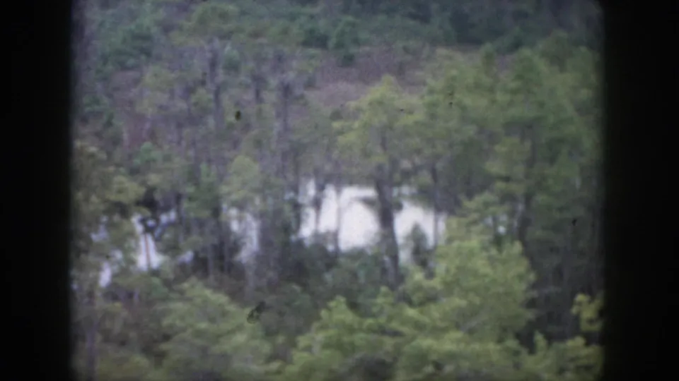 1958 Dayton wooded view with layered green trees, brush, and a pale distant clearing in soft 8mm color.