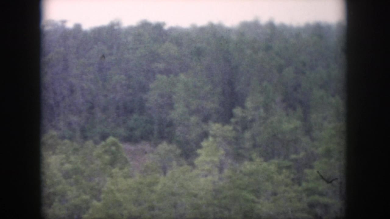Soft high-angle view of green forest canopy framed by dark vertical borders.