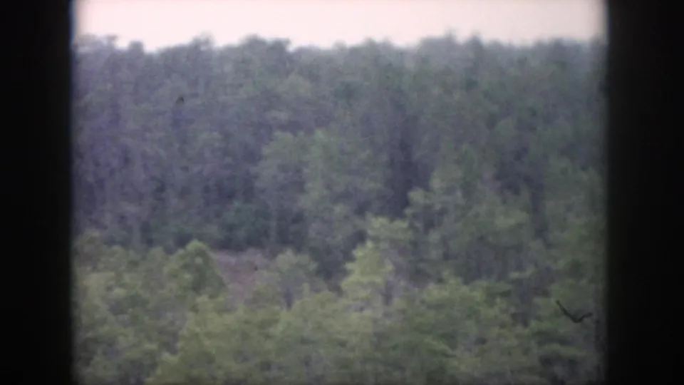 1958 Dayton, Ohio 8mm frame showing a hazy green forest canopy from above, bordered by dark vertical window or film edges.