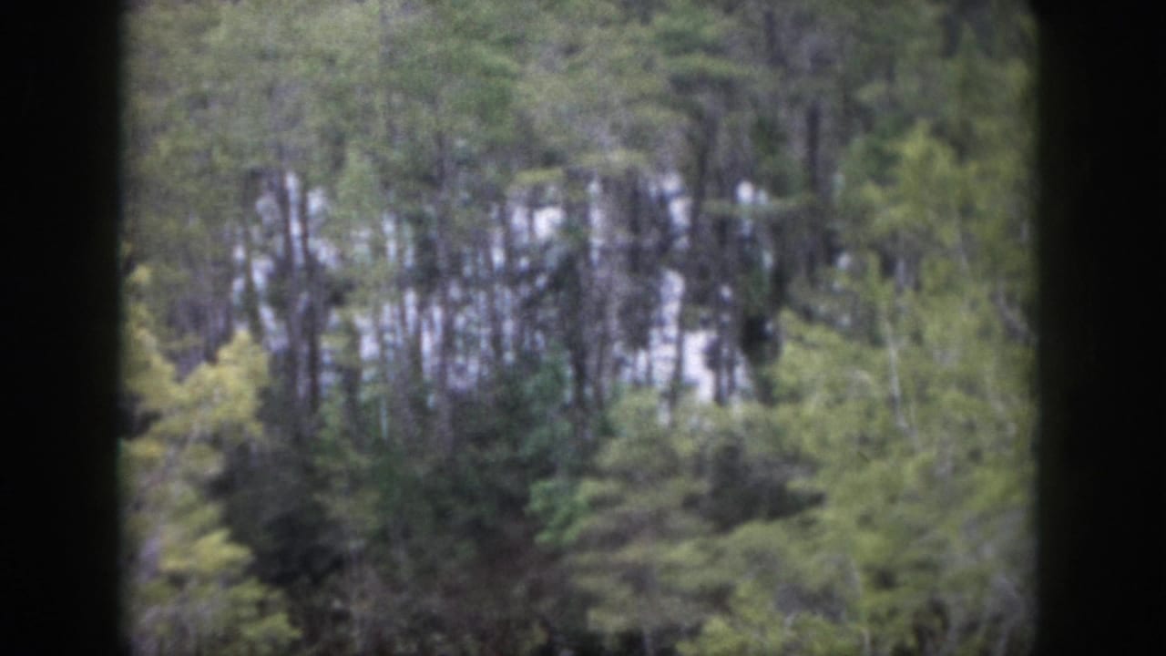 Soft wooded view with green trees and dark vertical borders at the sides.