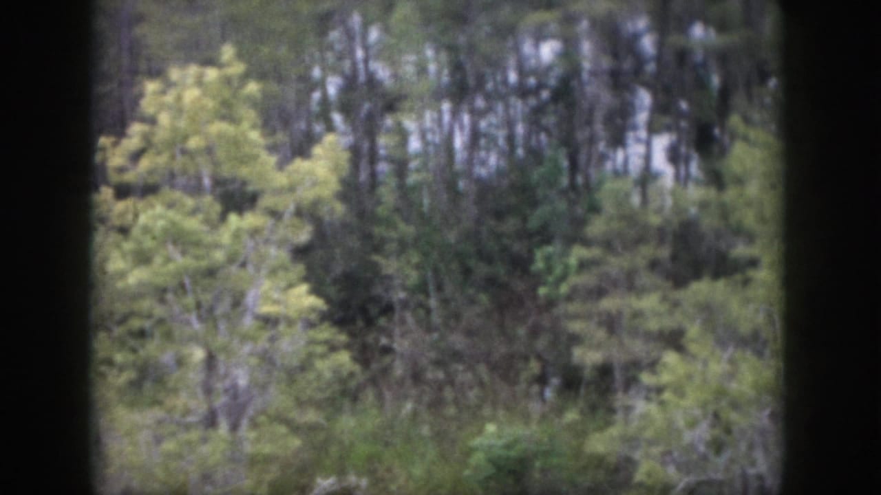 Mid-pan frame of Dayton-area woodland with layered trees, brush, and dark framing from the camera viewpoint.