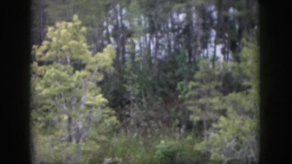 Mid-pan frame of Dayton-area woodland with layered trees, brush, and dark framing from the camera viewpoint.
