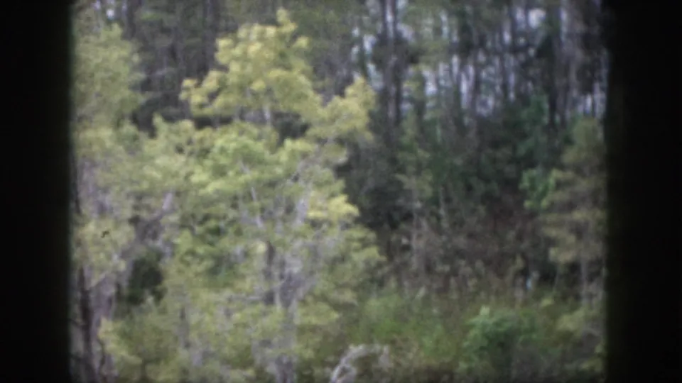 1950s 8mm frame showing shrubs, pale branches, and green trees in a quiet wooded area near Dayton, Ohio.