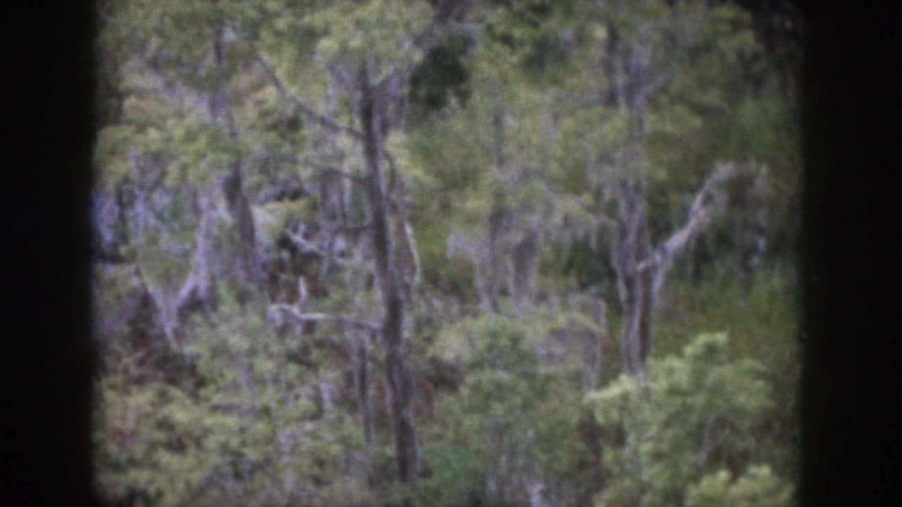 A soft 8mm view of woodland near Dayton, Ohio, with tall trees and a dark foreground divider.
