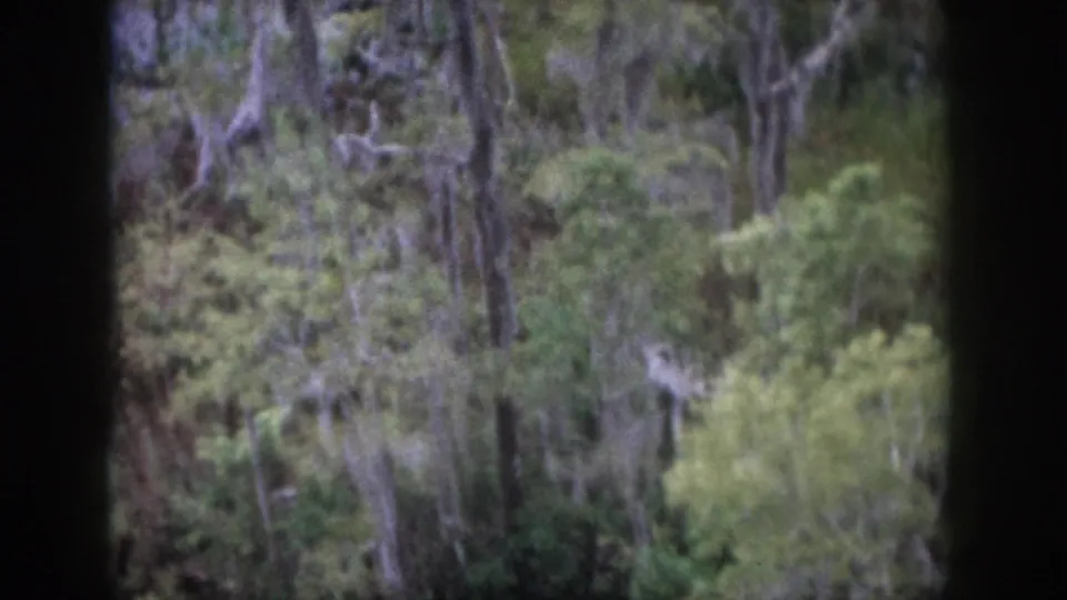1958 home-movie frame of a wooded area with pale tree trunks, mossy branches, and dense green undergrowth.