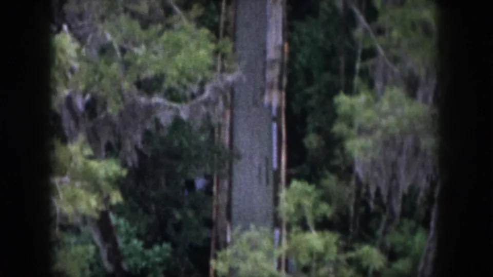 A 1958 Dayton woodland frame showing dense foliage, hanging moss, and a pale vertical trunk-like form near the right edge.