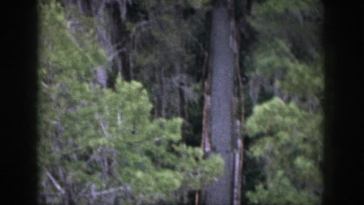 Dark window divider frames dense green trees and a tall trunk in soft focus.